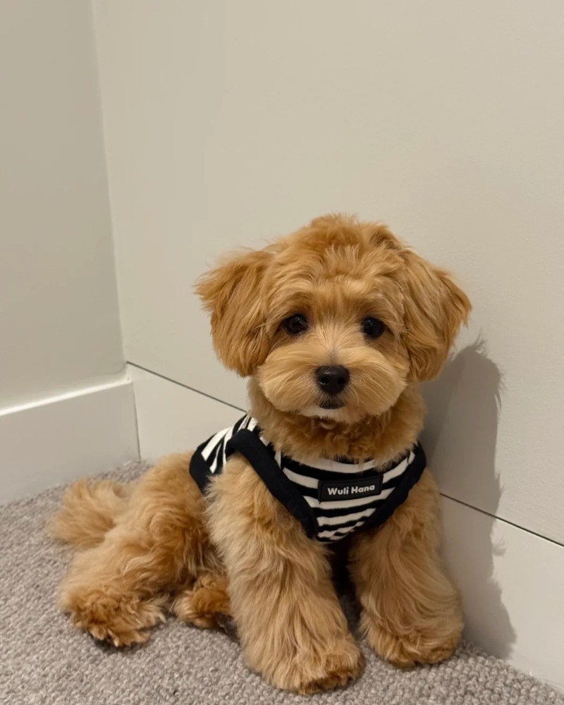 hình ảnh thú cưng cute