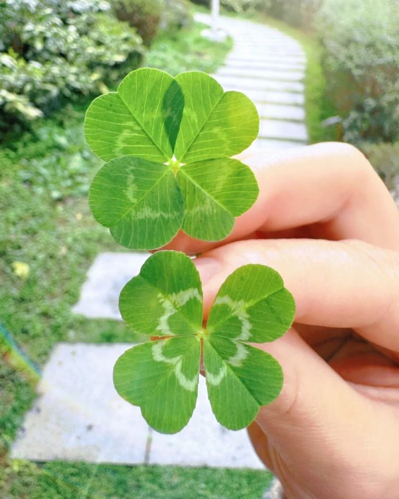 hình may mắn bình an 17