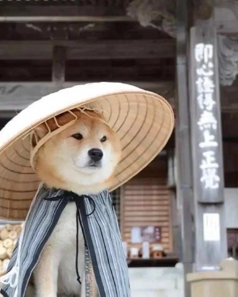 meme ảnh chó hài 23