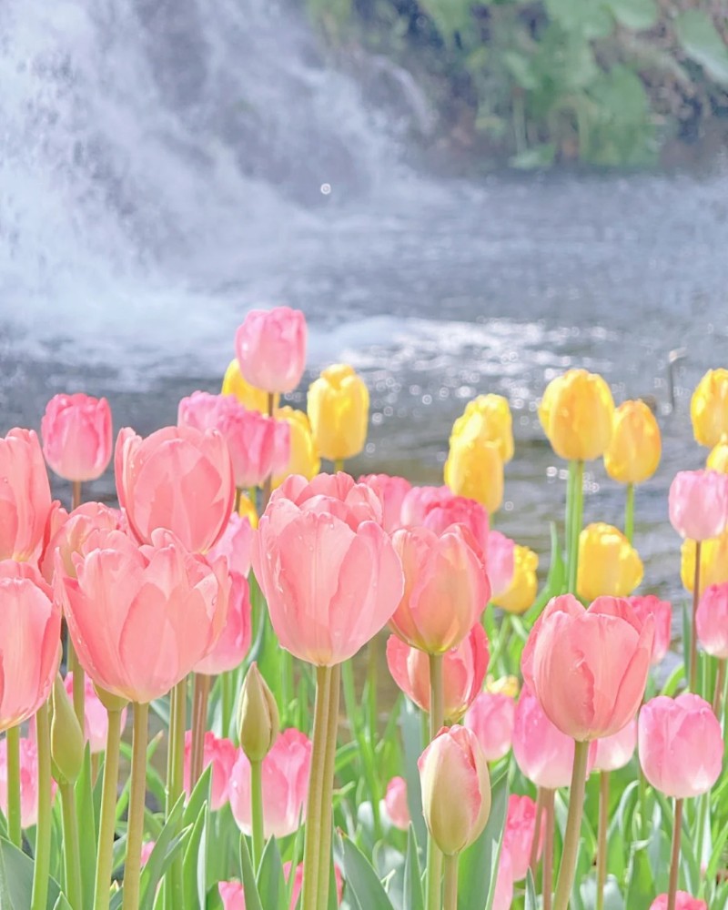 tải ảnh hoa tulip đẹp nhất