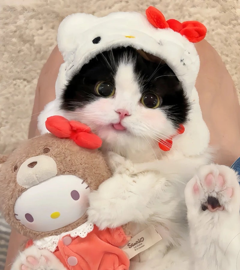 tải ảnh mèo cute