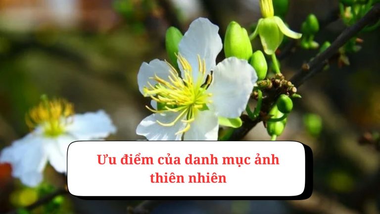 Thư giãn cùng danh mục ảnh thiên nhiên ở Anhhayday.com